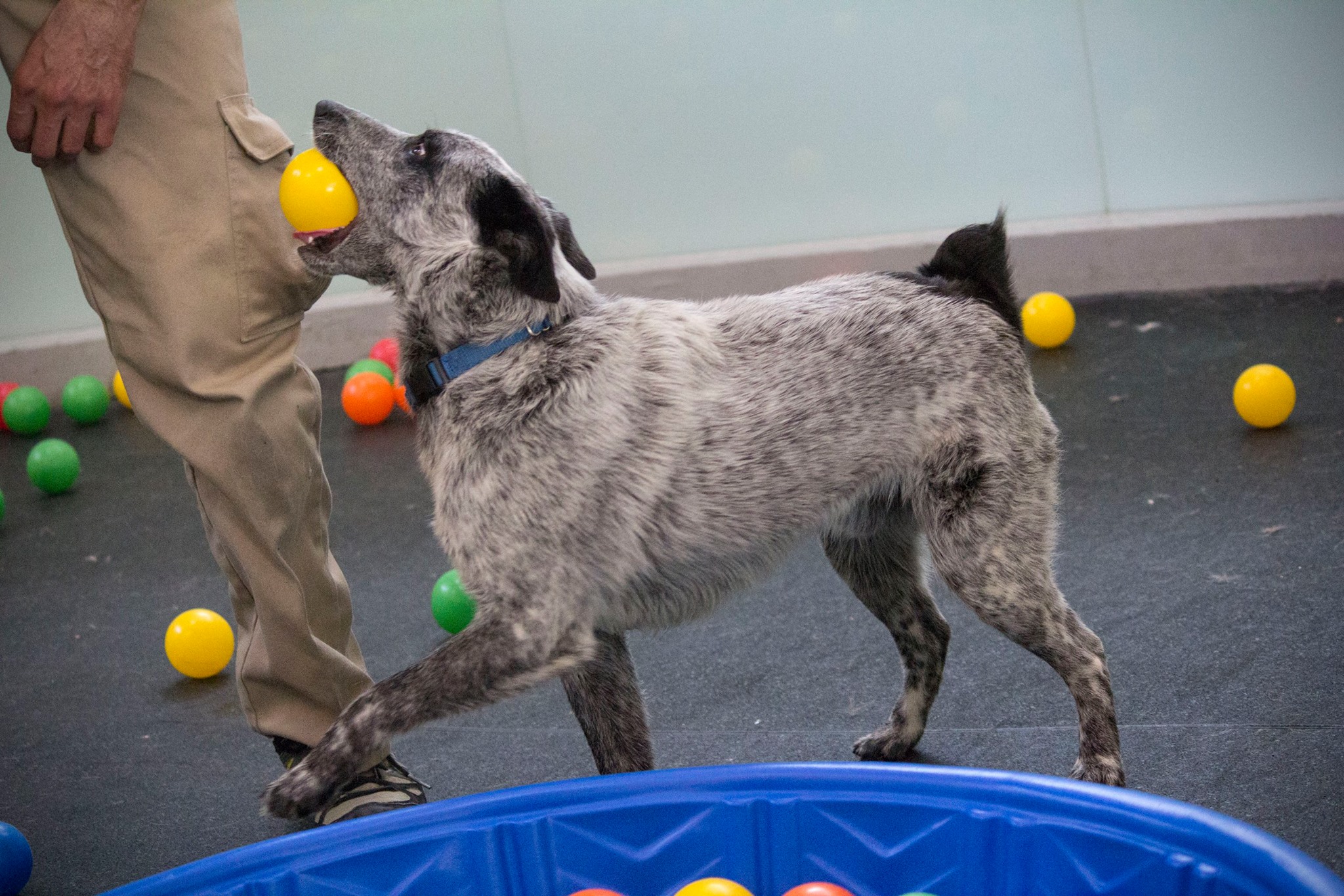 Shelter Animals Get Surprised with Their Own Ball Pit