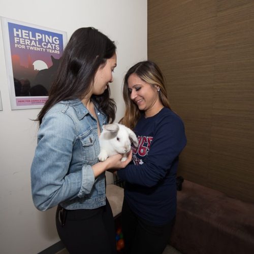 san-francisco-spca-ballpit-02