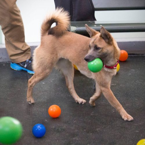 san-francisco-spca-ballpit-03