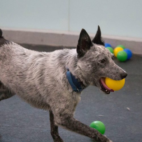 san-francisco-spca-ballpit-04