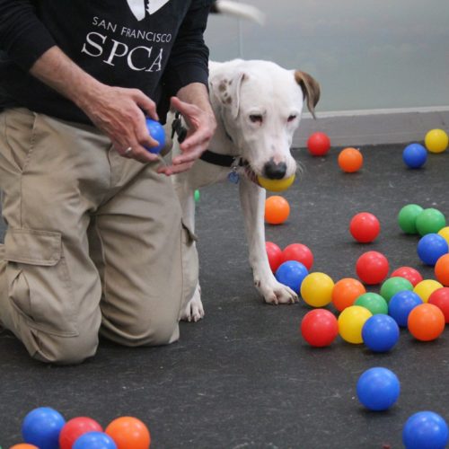 san-francisco-spca-ballpit-05