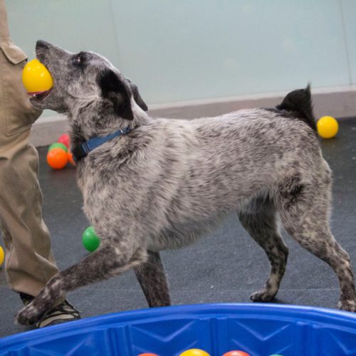 san-francisco-spca-ballpit-06